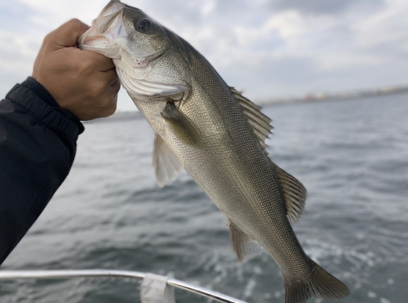 シーバス 40cm 東京湾の釣果