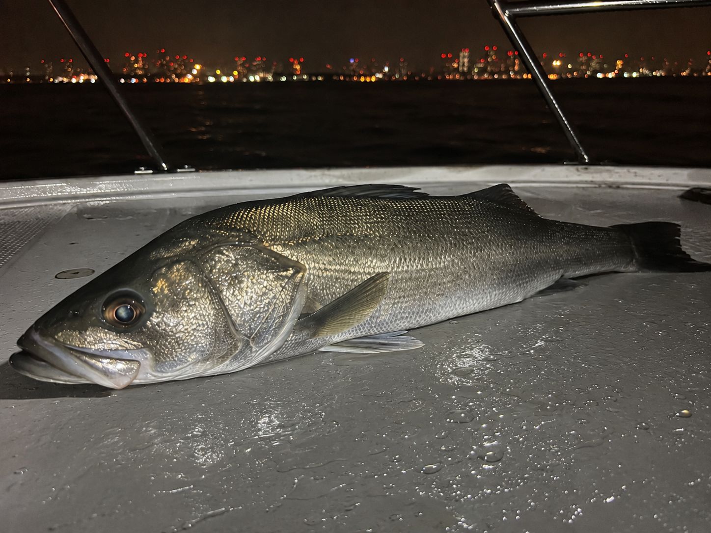 シーバス 63cm 東京湾の釣果写真
