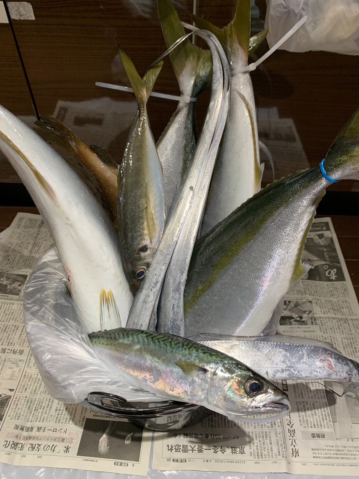 メジロ 60cm 4本 大阪湾の釣果写真