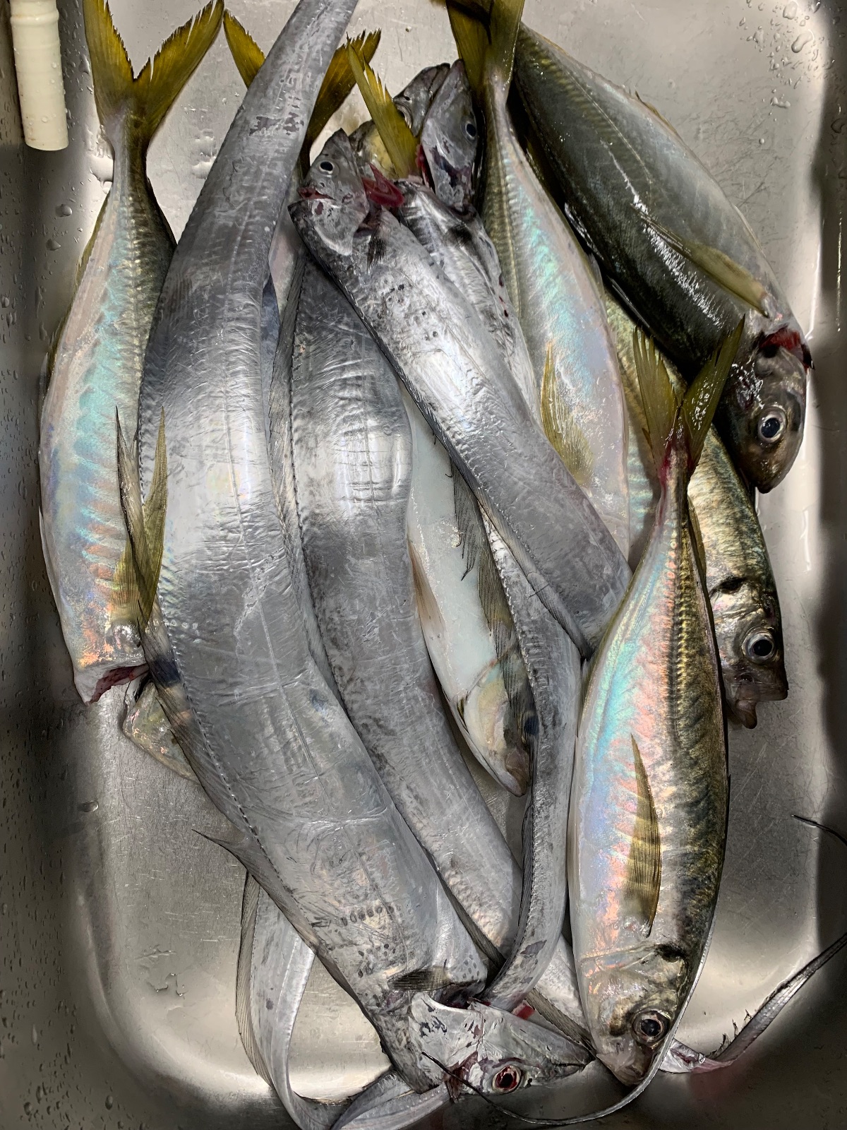 タチウオ 70cm 5本 大阪湾の釣果写真