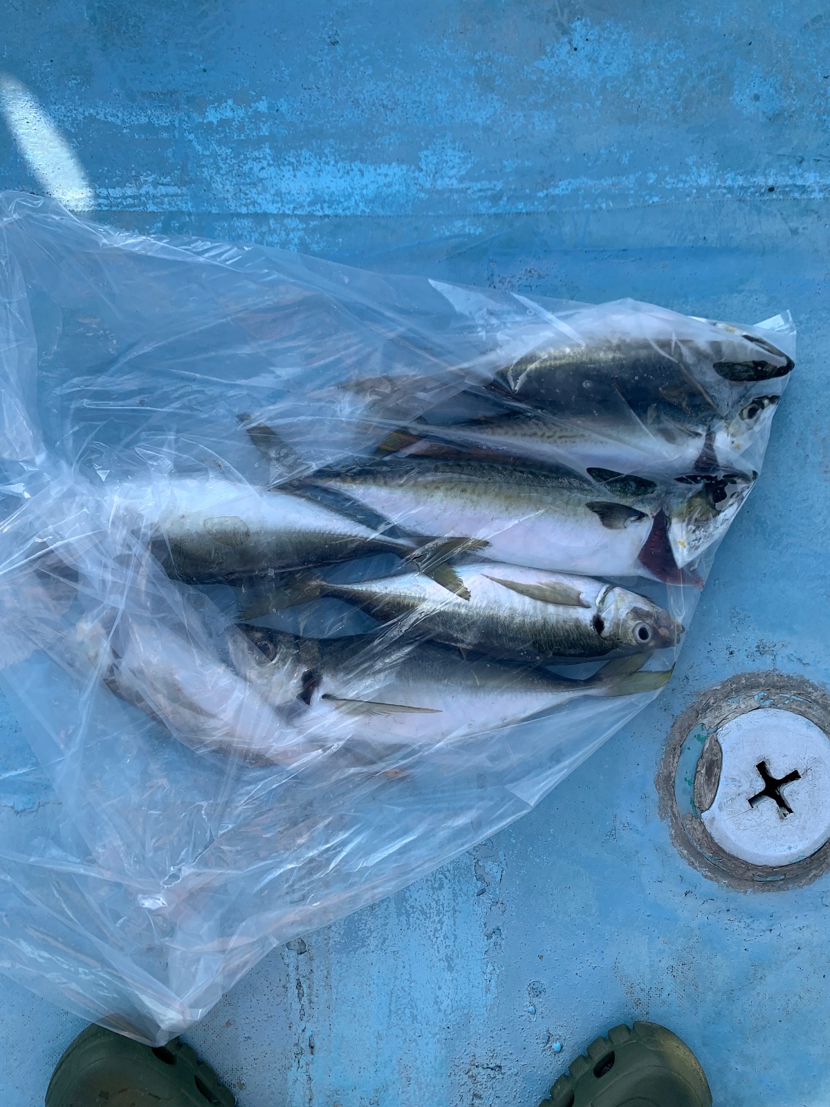 アジ 35cm 5本 大阪湾の釣果写真