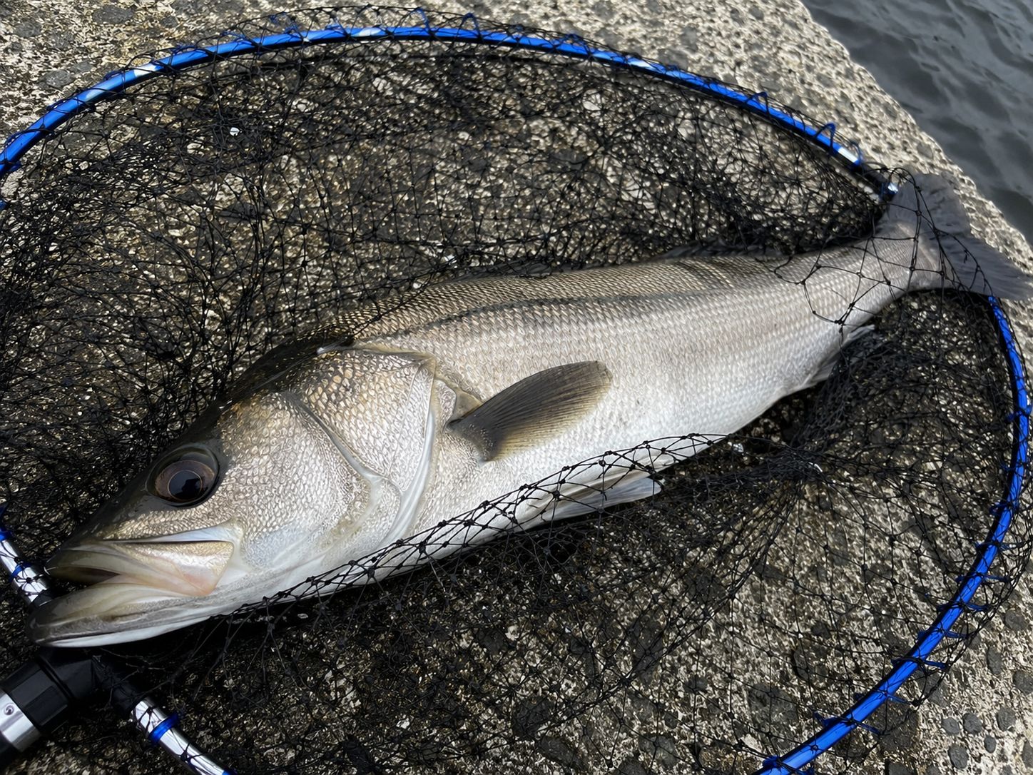 シーバス 53cm 東京湾の釣果写真