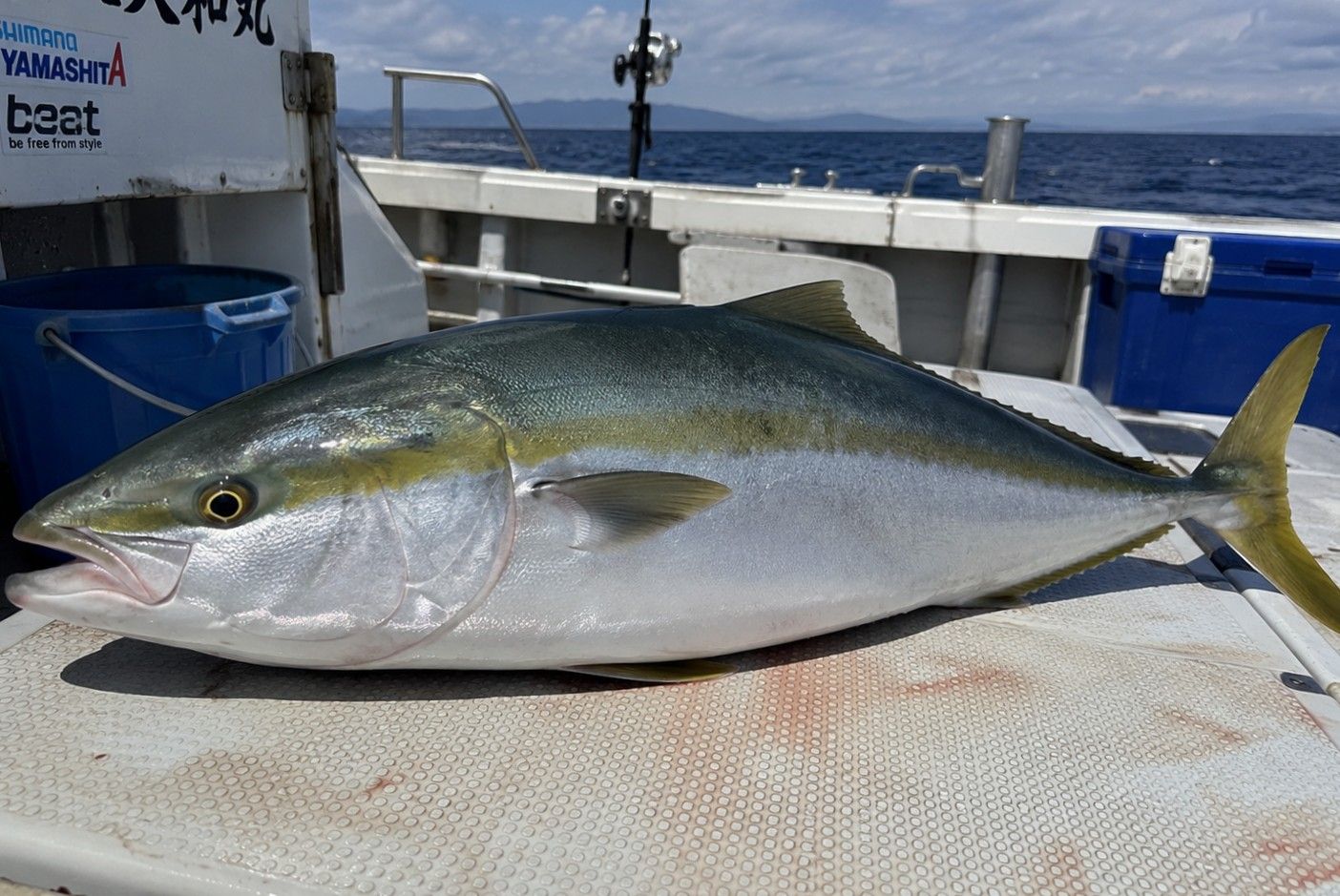 ブリ 97cm 房総の釣果写真