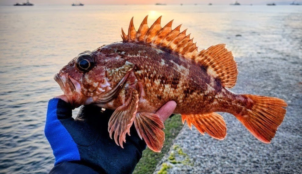 カサゴ 24cm 有明海の釣果写真