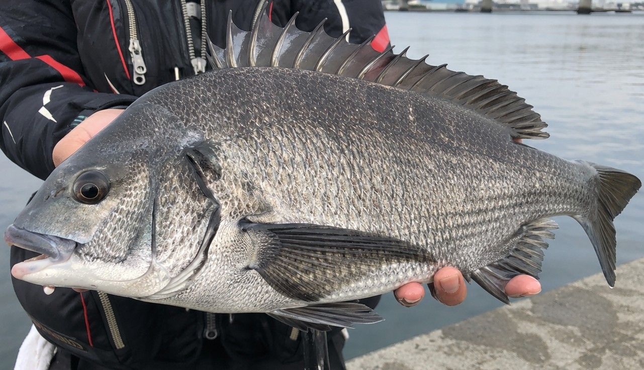 クロダイ 42cm 相模湾の釣果写真