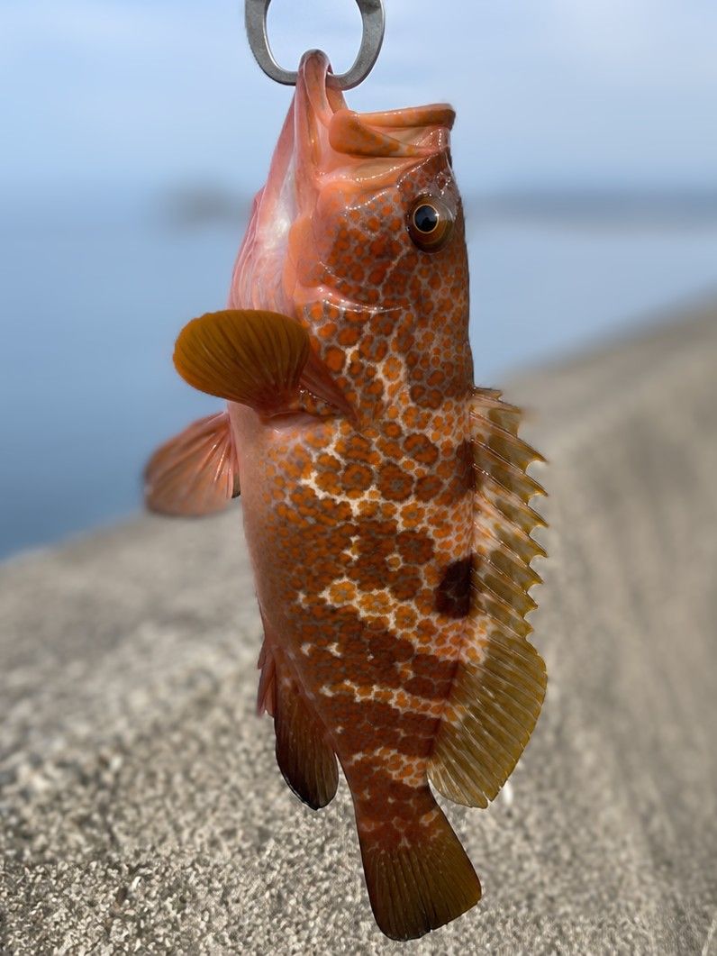 キジハタ(アコウ) 31cm 瀬戸内の釣果写真