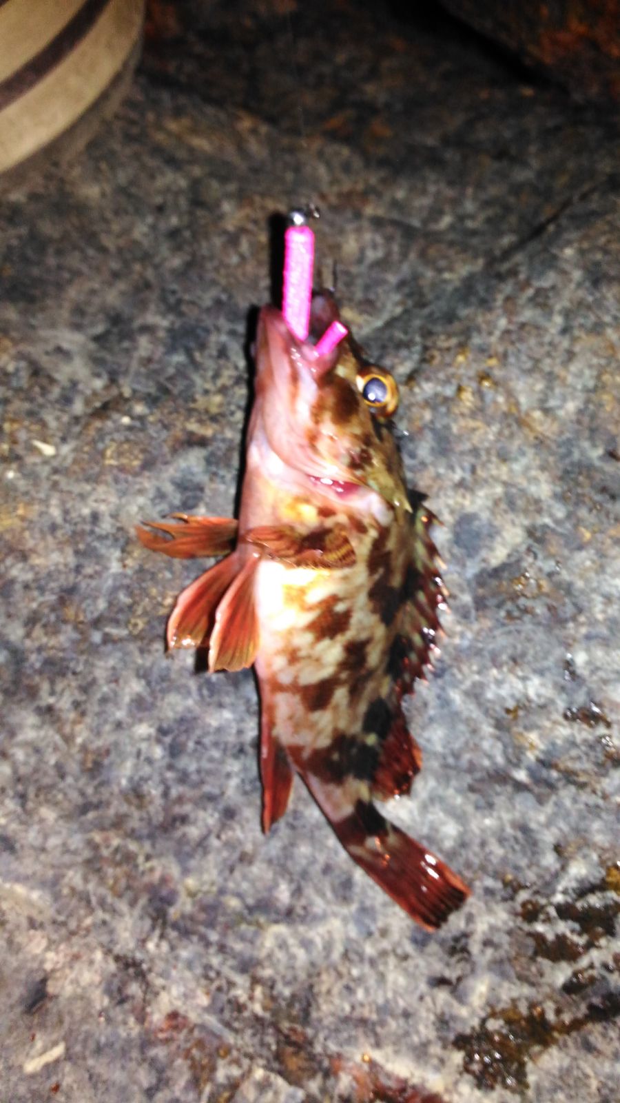 カサゴ 12cm 3本 西海の釣果