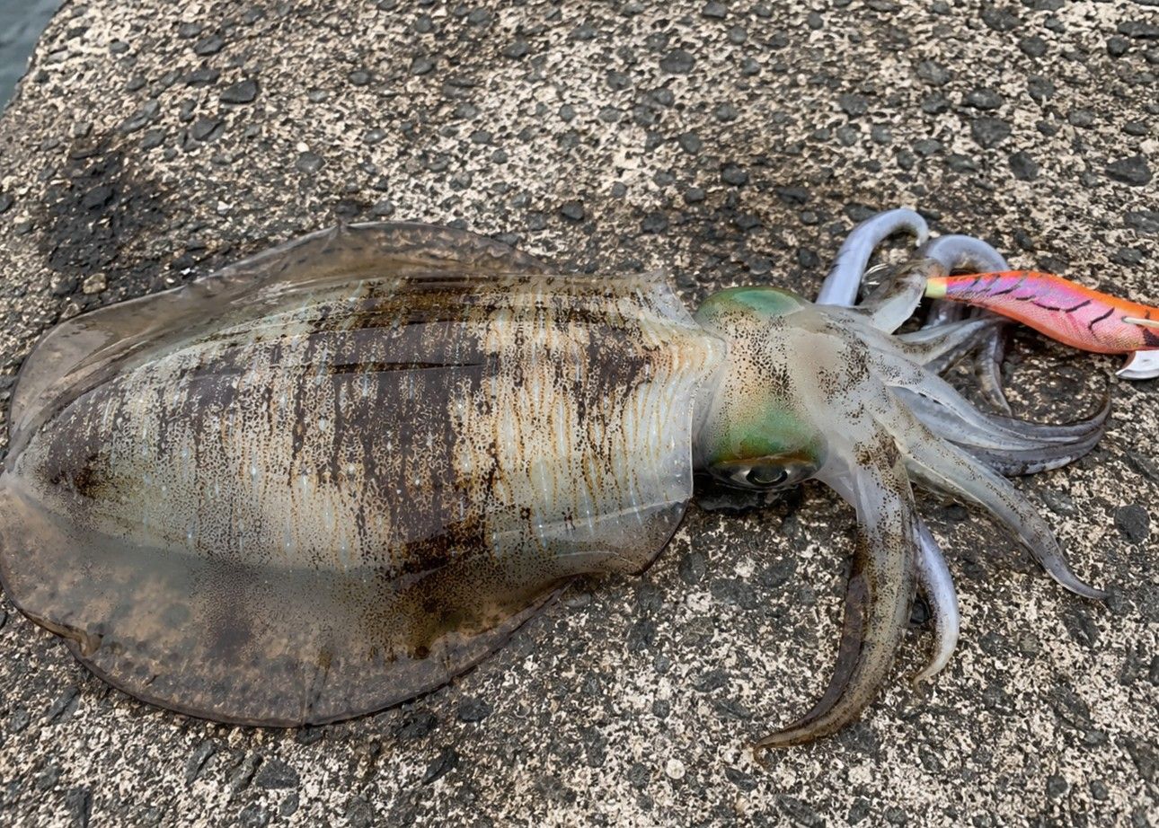 アオリイカ 800g 有明海の釣果