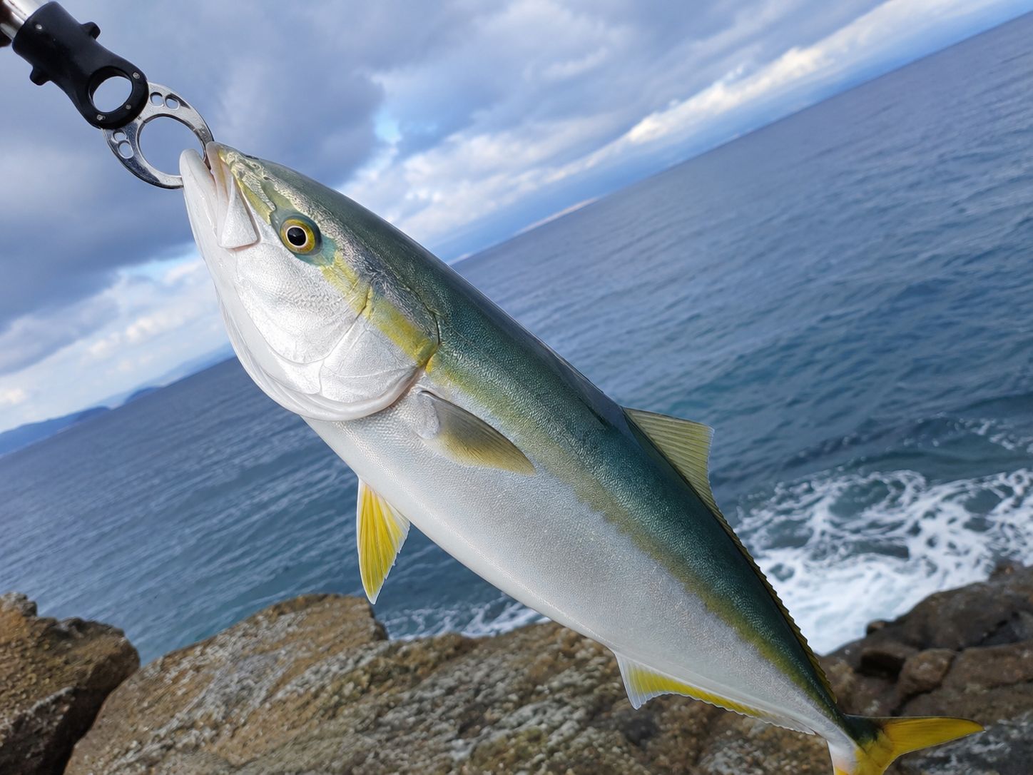 ハマチ 43cm 五島・対馬の釣果写真
