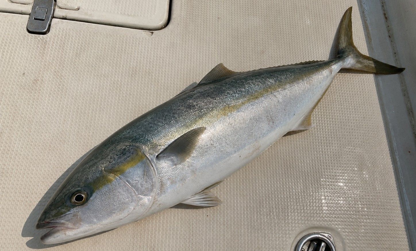 ヒラマサ 65cm 五島・対馬の釣果写真