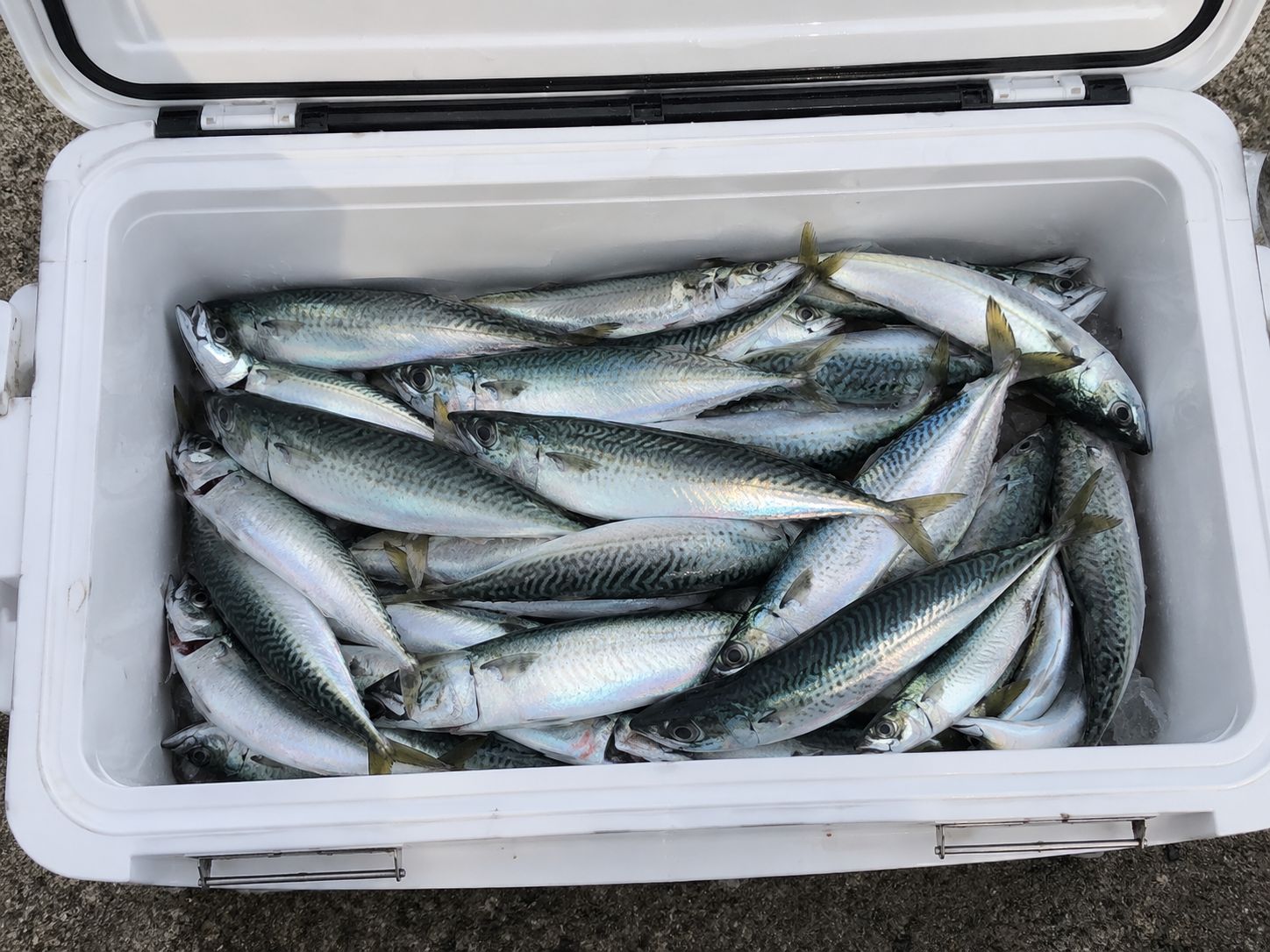 サバ 25cm 50本 五島・対馬の釣果写真