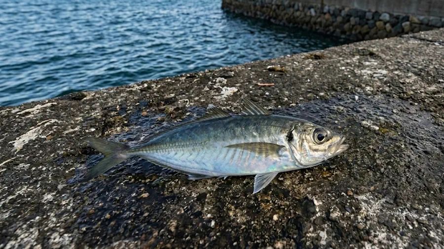 アジ 20cm 15本 錦江湾の釣果写真