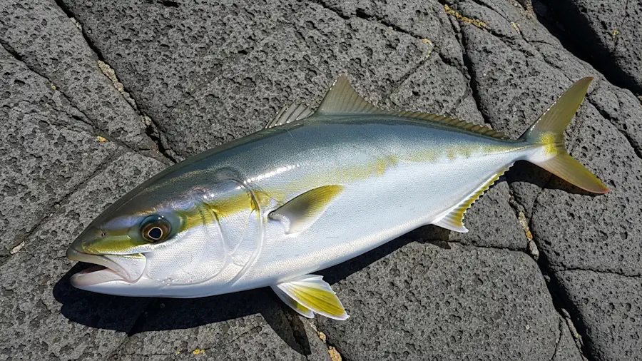 ハマチ 53cm 五島・対馬の釣果