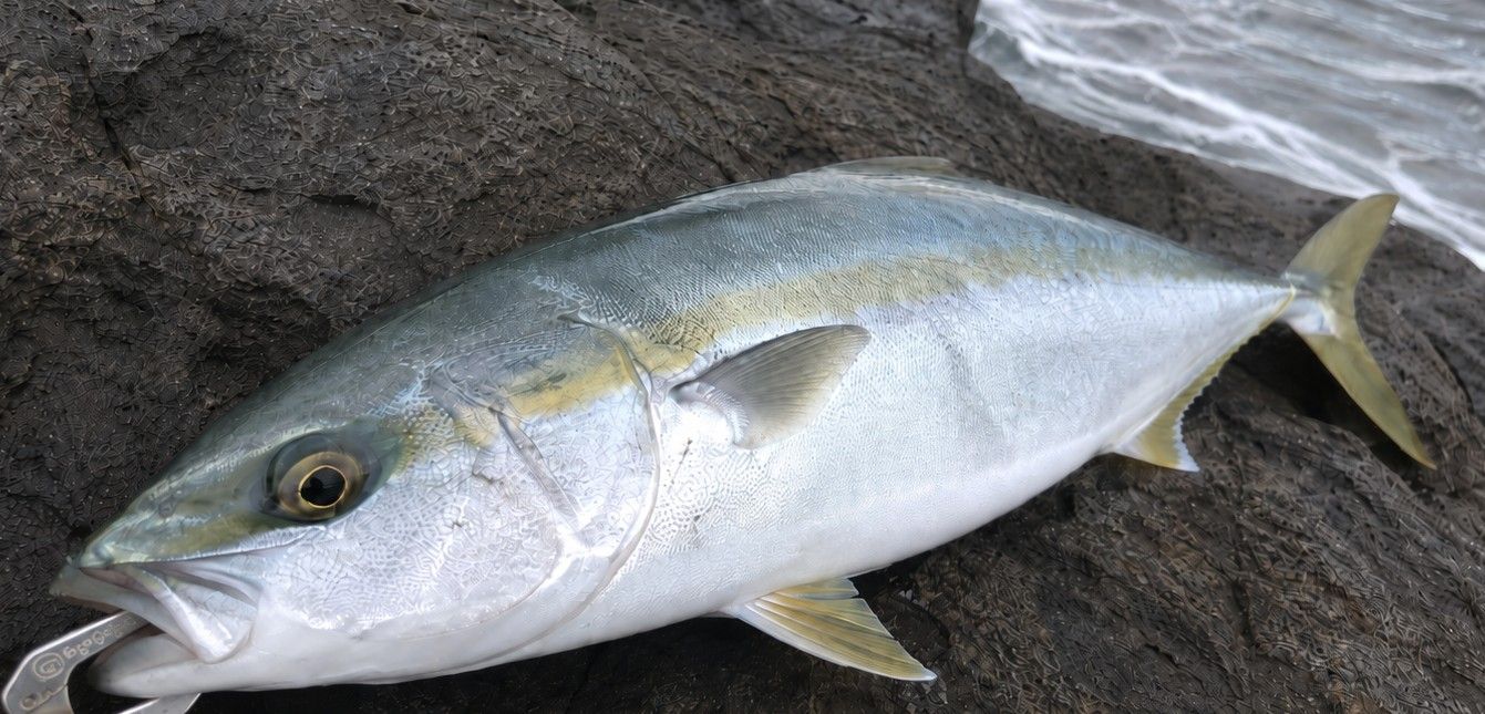 ハマチ 57cm 五島・対馬の釣果写真