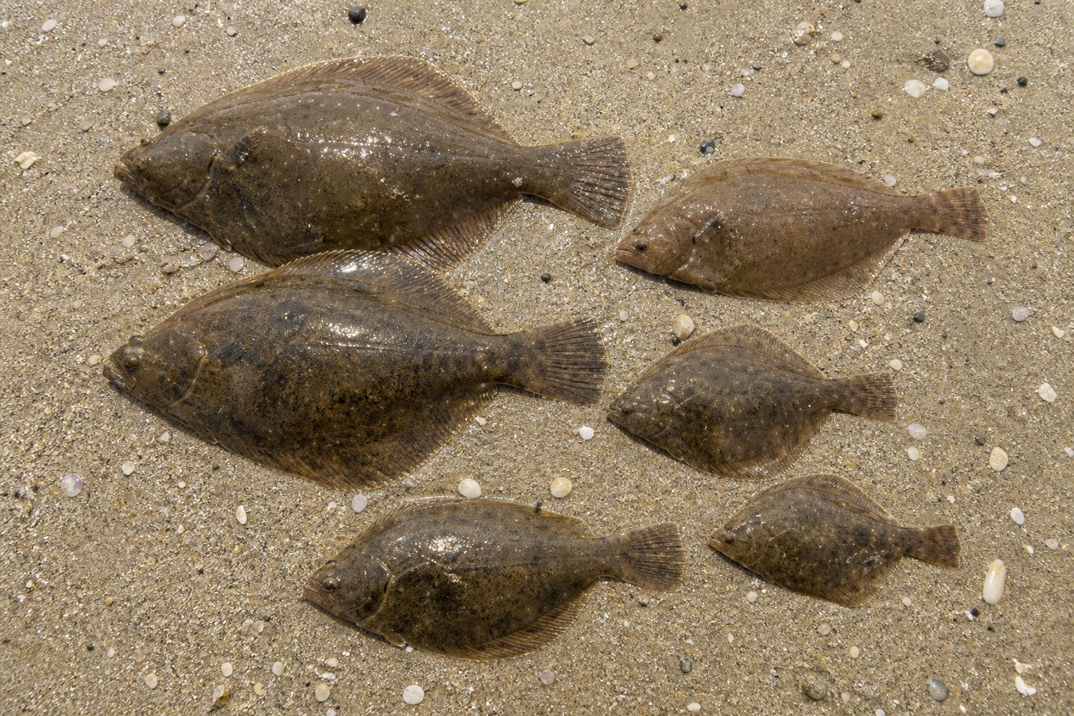 カレイ 23cm 6本 錦江湾の釣果写真