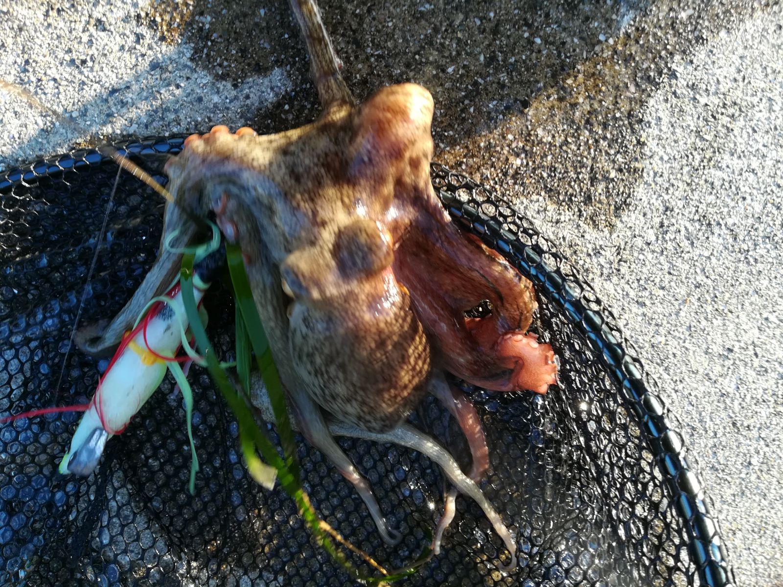 マダコ 300g 瀬戸内東の釣果