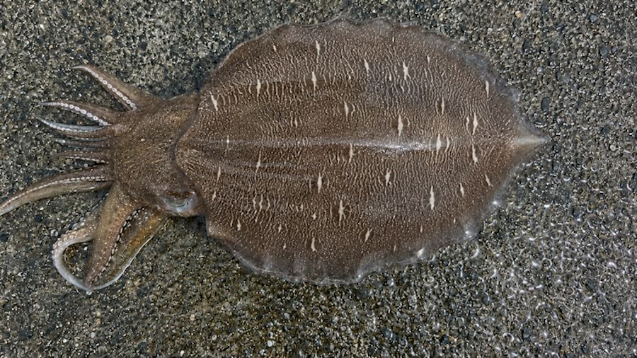 モンゴウイカ 850g 山陰の釣果写真