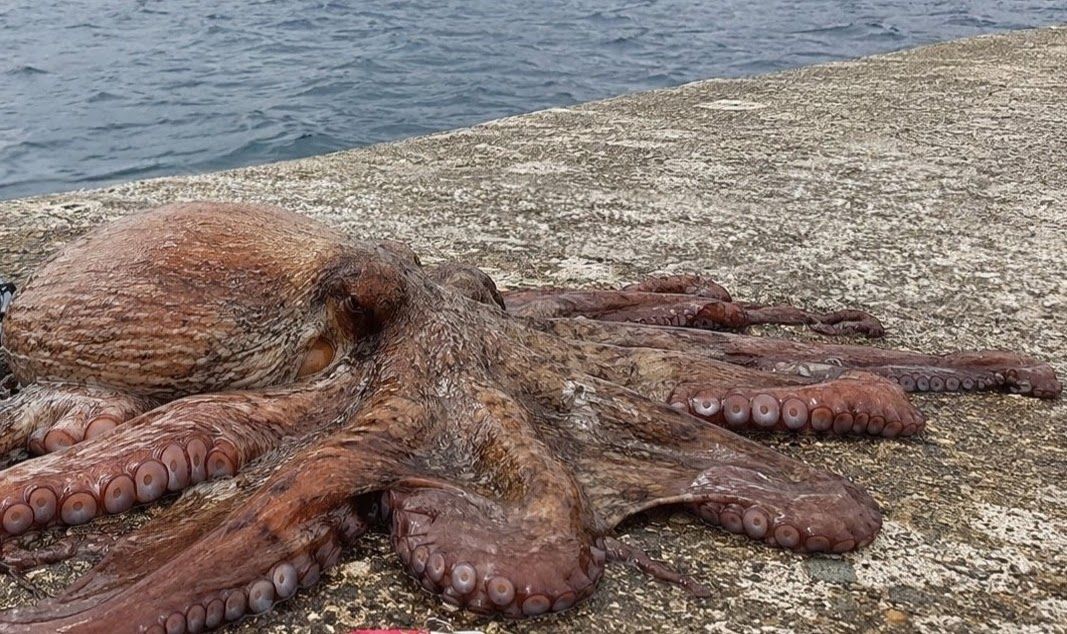 マダコ 2500g 瀬戸内の釣果写真