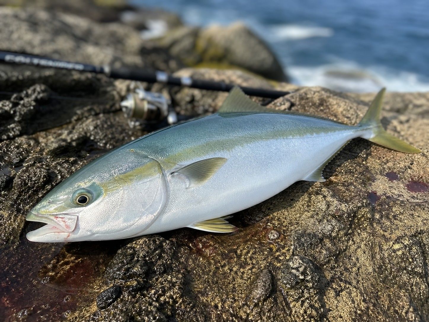 ハマチ 58cm 丹後の釣果写真