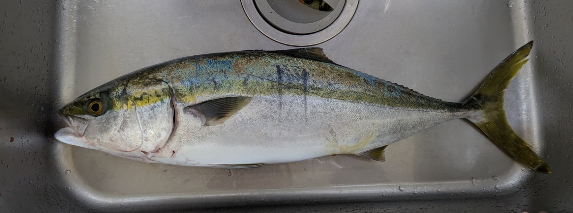 ハマチ 62cm 瀬戸内中部の釣果