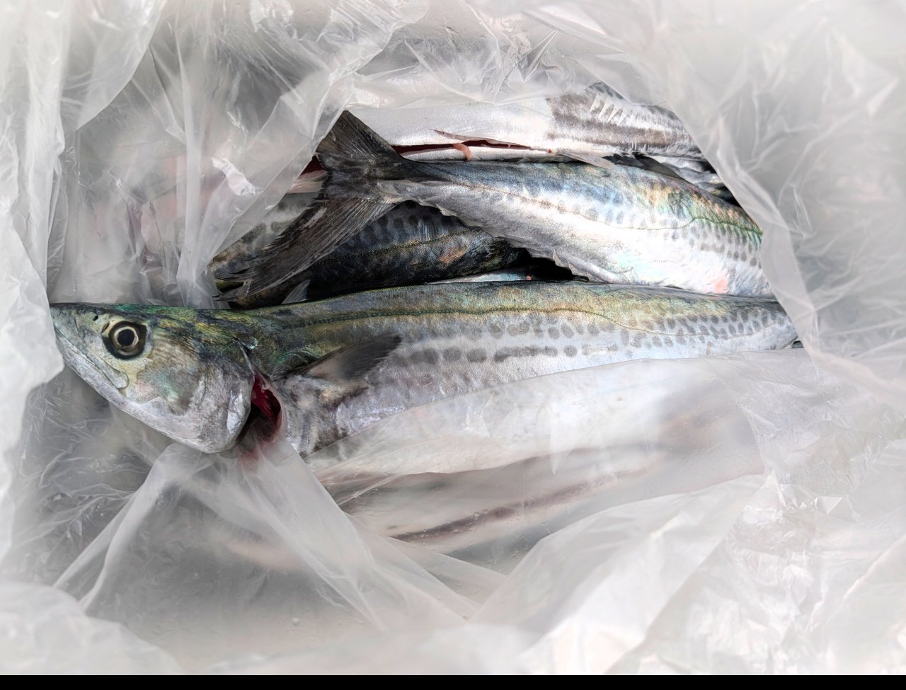 サゴシ 50cm 8本 山陰の釣果