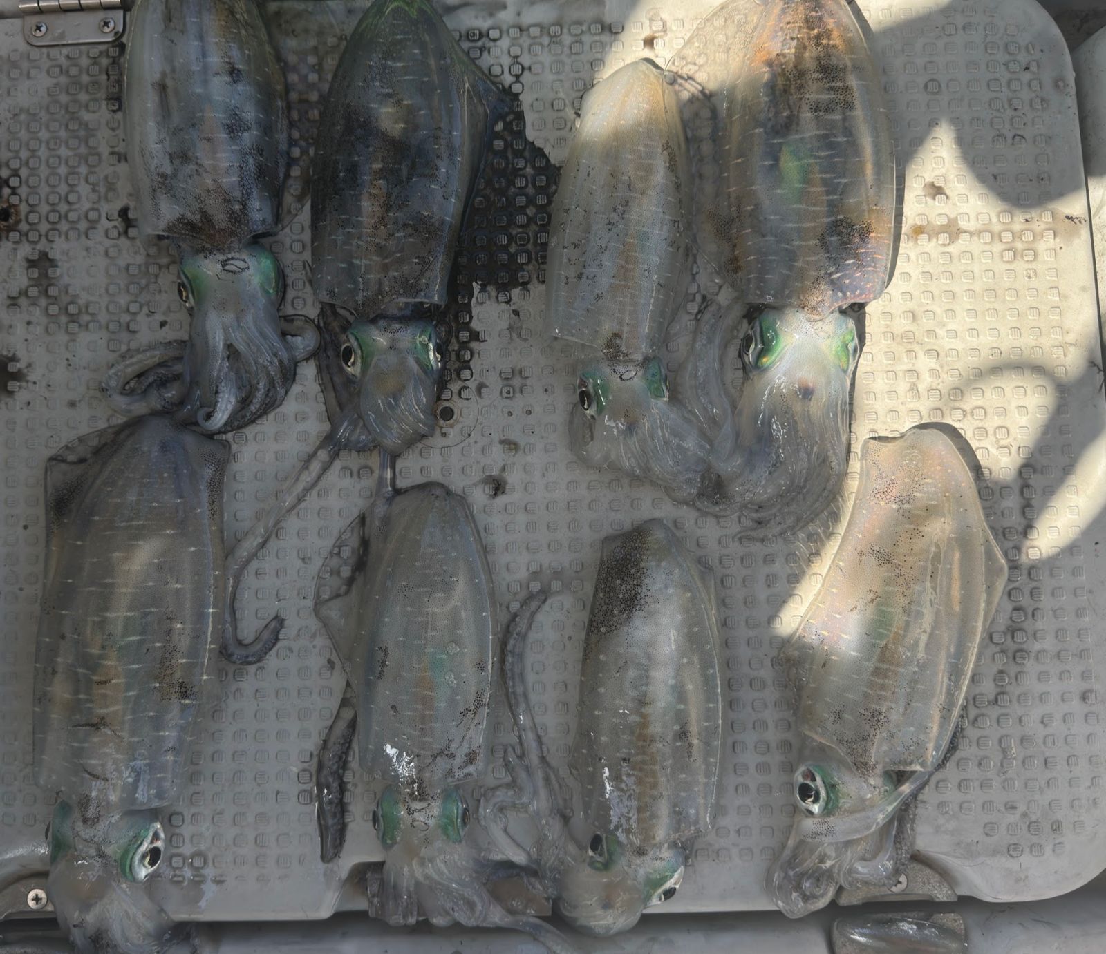 アオリイカ 500g 8本 瀬戸内中部の釣果