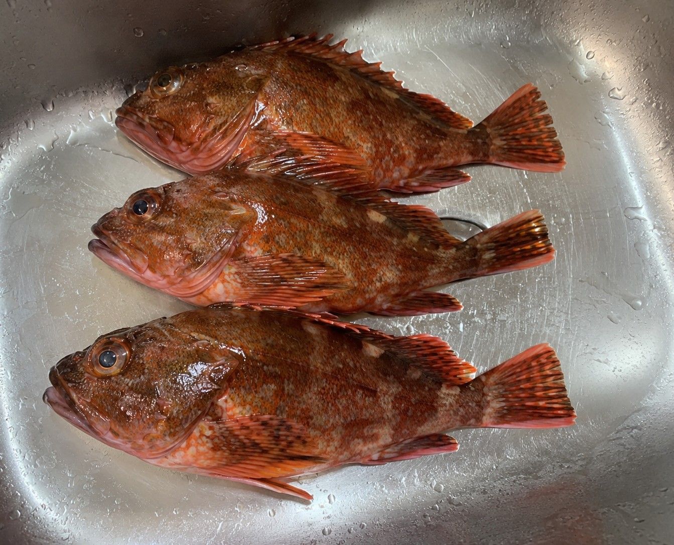 カサゴ 19cm 3本 瀬戸内の釣果