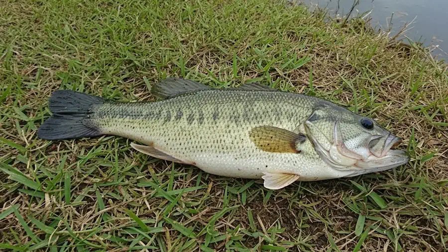 バス 45cm 琵琶湖の釣果