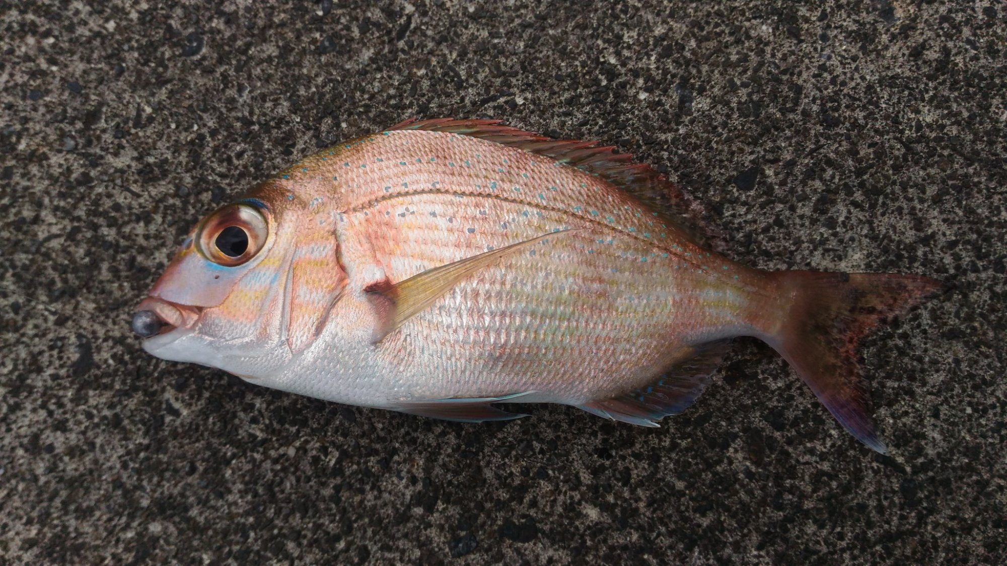 マダイ 15cm 駿河湾の釣果