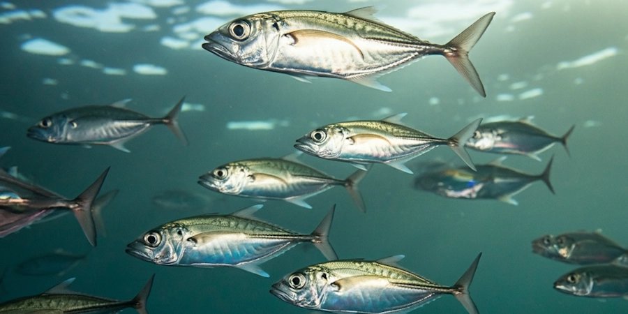 アジ 紀伊水道の釣果写真