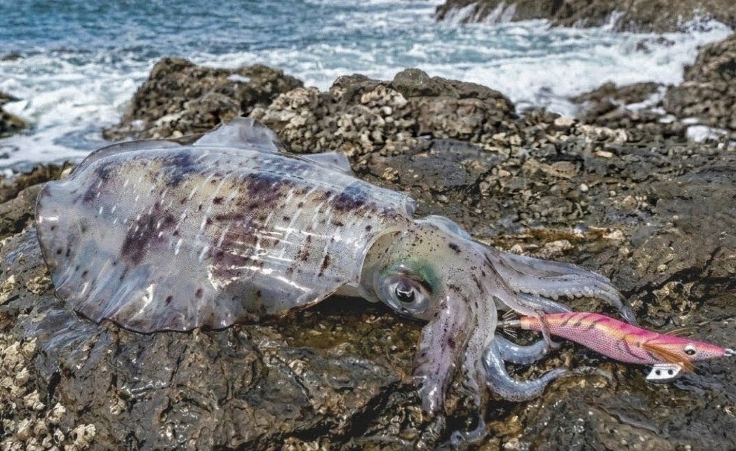 アオリイカ 500g 日本海中部の釣果