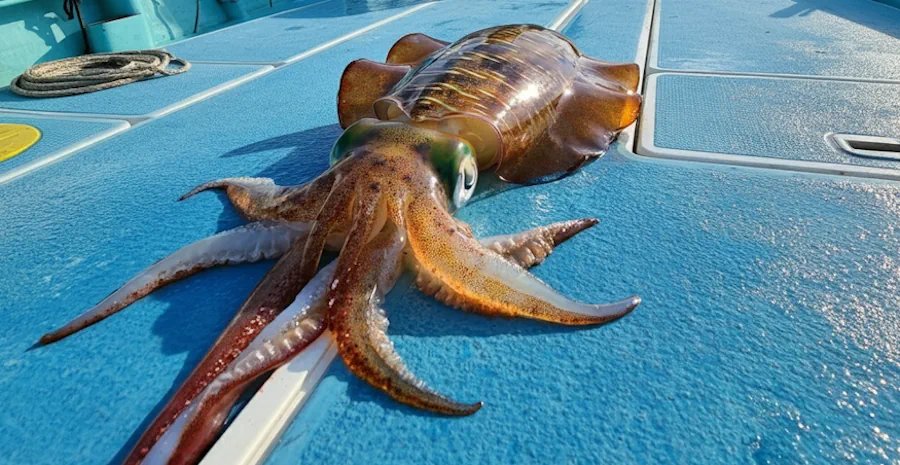 アオリイカ 山陰の釣果