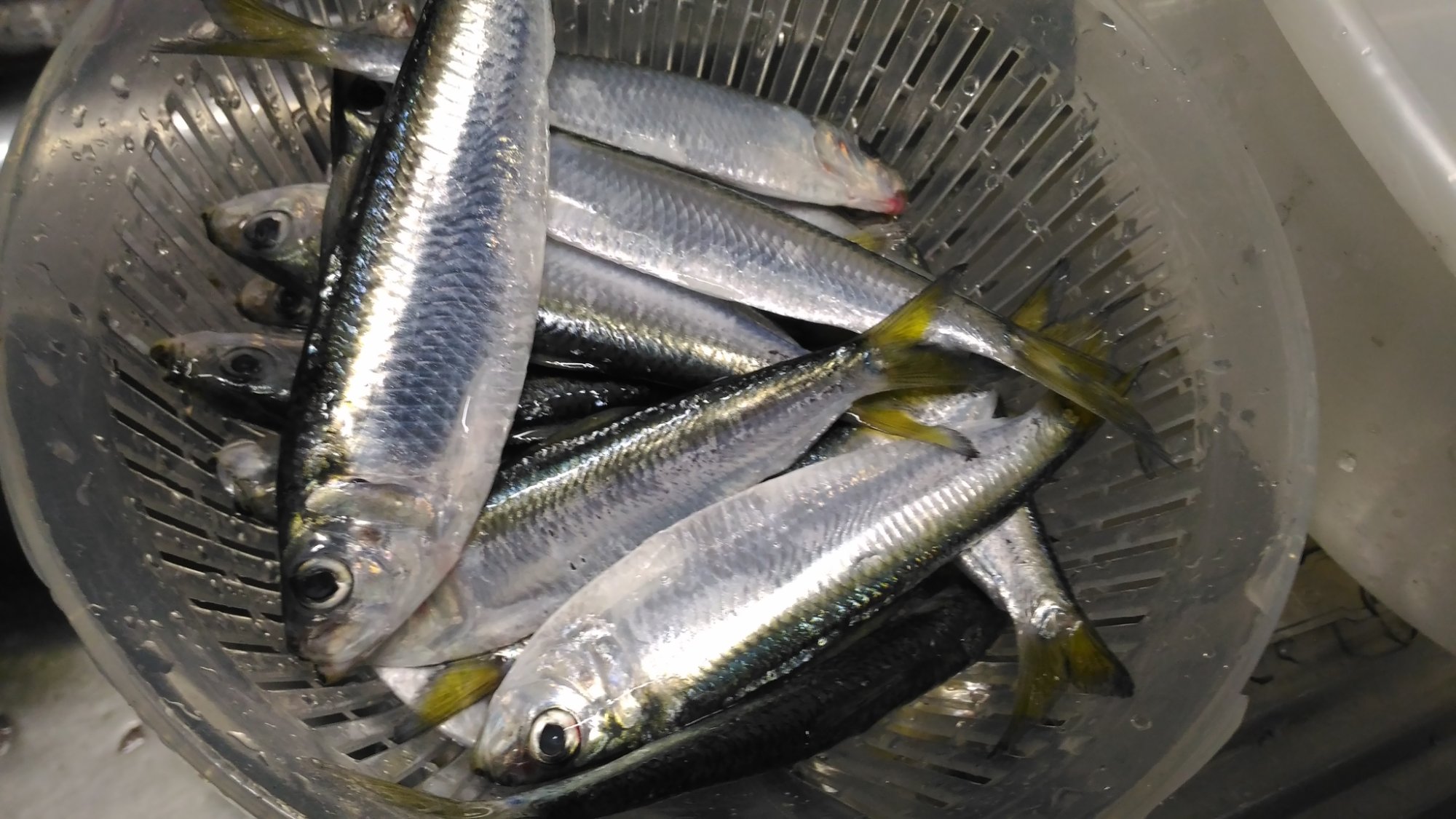 サッパ 10cm 50本 響灘の釣果写真