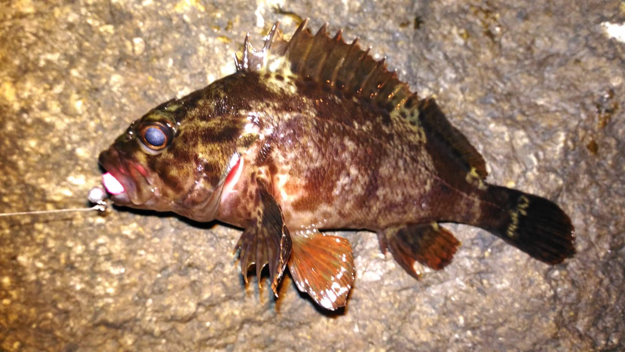 カサゴ 15cm 熊野灘の釣果写真