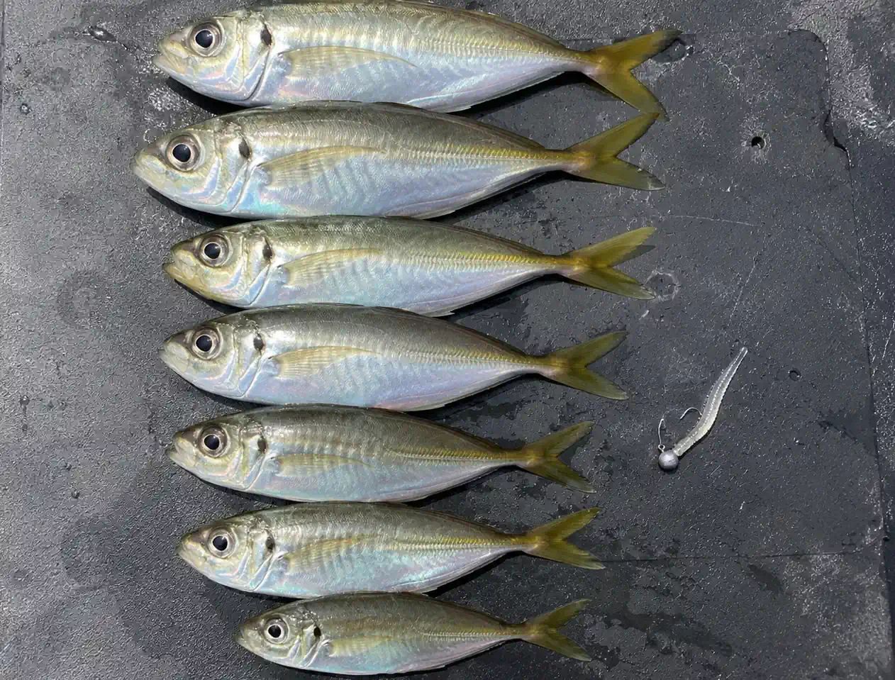 アジ 16cm 7本 土佐湾の釣果写真