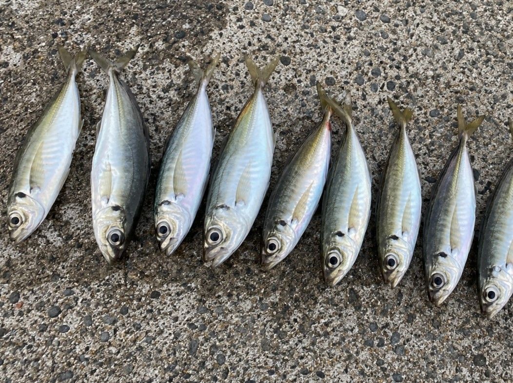 アジ 15cm 10本 土佐湾の釣果