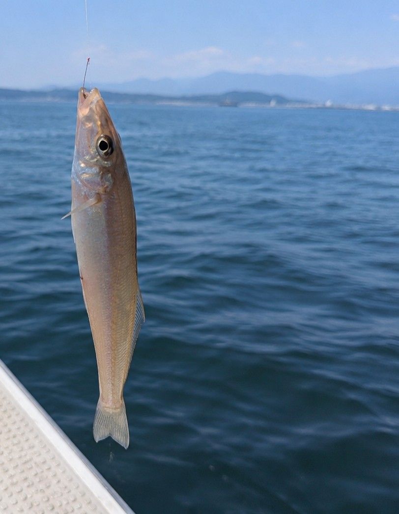 キス 20cm 50本 宇和海の釣果写真