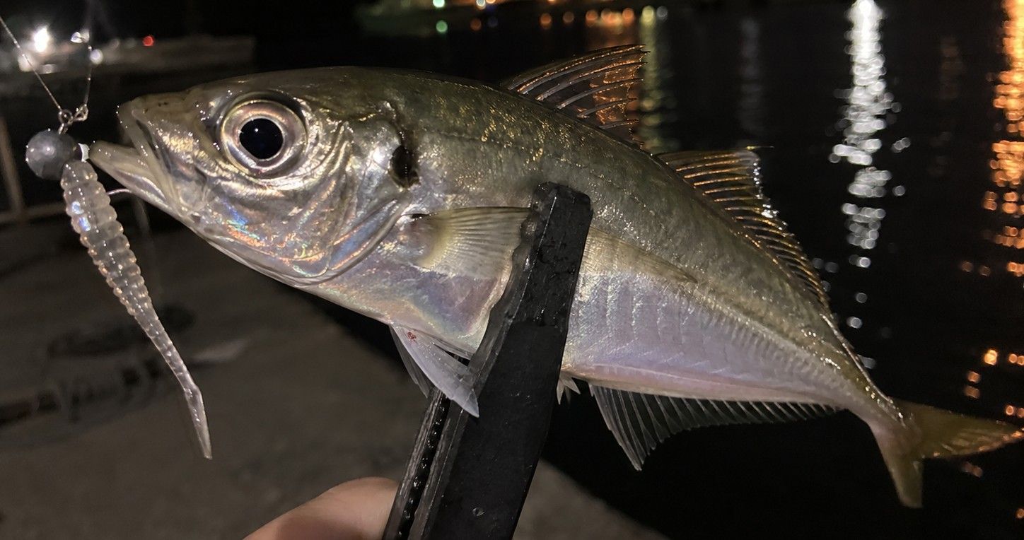 アジ 23cm 15本 土佐湾の釣果写真