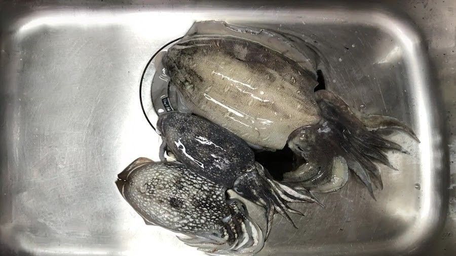 モンゴウイカ 750g 山陰の釣果写真